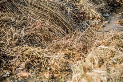 Leutenbach-Nellmersbach: Guelle laeuft in den Bach - Feuerwehr verhindert schlimmeres